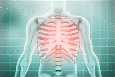 Quelle partie du corps contient le plus d'os ?