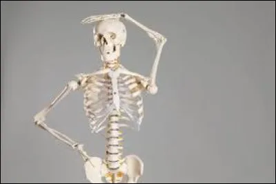 De quoi les os ont-ils besoin pour grandir ?