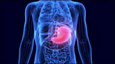 Quel est le rôle de l'estomac ?