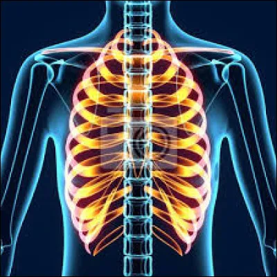 Combien avons-nous de paires de côtes ?