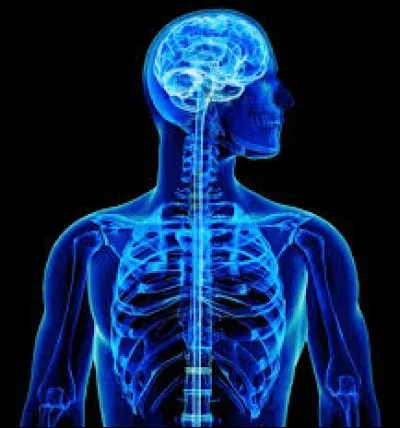 Quel pourcentage de ton corps est composé d'eau ?