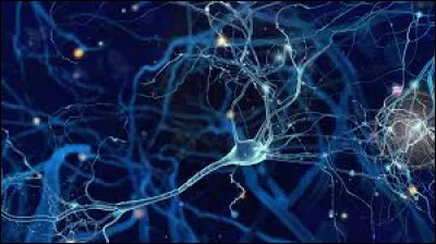 Les neurones servent à...
