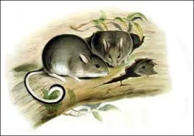 Le rat-lièvre à pieds blancs est une espèce de rongeur qui aurait disparu entre 1856 et 1857. Dans quel pays d'Océanie vivait-il ?