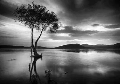 Comment doit être la posture du lion ?