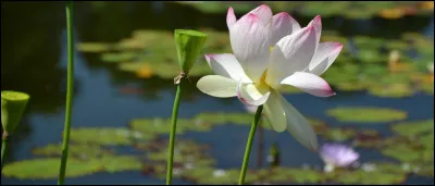 Des nénuphars peuvent flotter à la surface, mais le nom se trouve aussi dans le squelette.