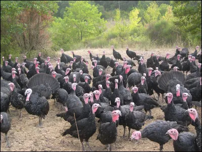 À l'intérieur de la dinde ou genre dramatique !