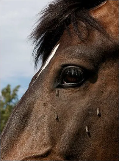 Éléa et Simon sont les héros de...