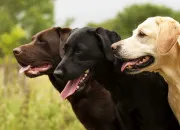 Test Quelle race de chien est faite pour toi ?