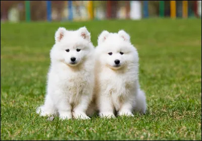 As-tu déjà eu un chien dans ta vie ?