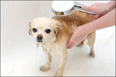 Quand pourrais-tu le toiletter ?