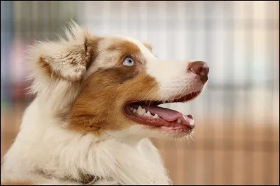 Et enfin, quel nom préfères-tu pour ton chien (à partir de 2025-2026) ?