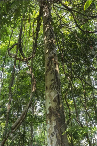 En quoi consistent les lianes étrangleuses ?
