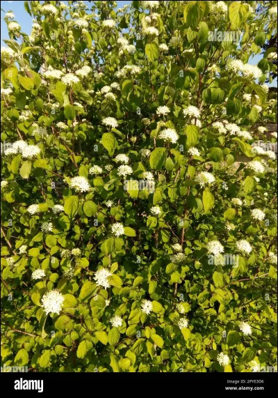 Quest-ce que la Roridula dentata ?