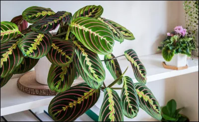 Quest-ce que le Chloropouvoir ?