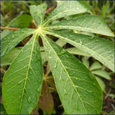 À quoi servent les feuilles à fumée ?