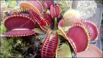 Quest-ce que le "Cur du Salut ?