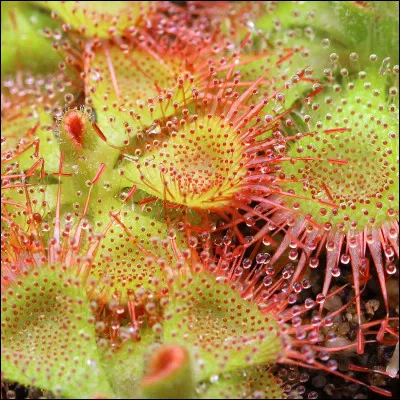 Parmi les noms ci-dessous, retrouve la plante dans laquelle Droséra et Bourdonne ont été emprisonnées dans le tome 12.