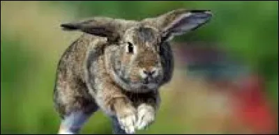 En moyenne, jusquà quelle hauteur peut sauter un lapin ?