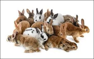 Quelle race de lapin nexiste pas ?
