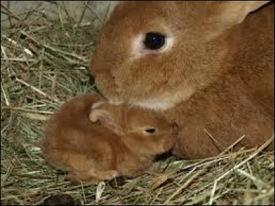 Comment se nomment les petits du lapin ?