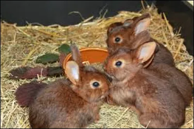 Comment appelle-t-on un éleveur de lapins domestiques ?