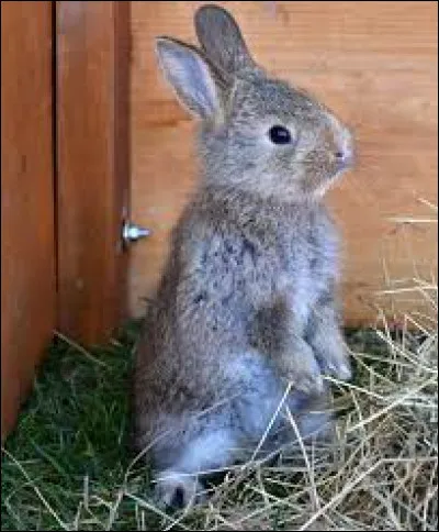 Avec quel autre animal le lapin est-il confondu ?