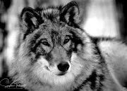 Quiz Le loup