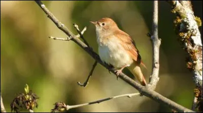 Qui est l'interprète de ces paroles ?

Un jour, prenant son vol
Un gentil rossignol
Vint dire à la princesse
Je t'apporte l'espoir
Et c'est pour le revoir
Qu'elle chantait le soir...