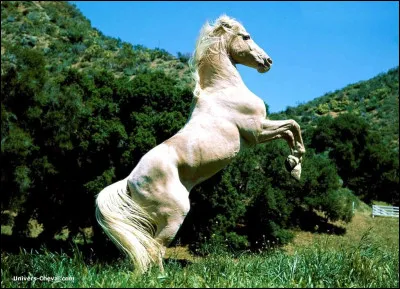 De quelle couleur est le cheval blanc appartenant à Henri IV ?