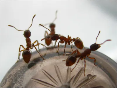 La fourmi est réputée pour être