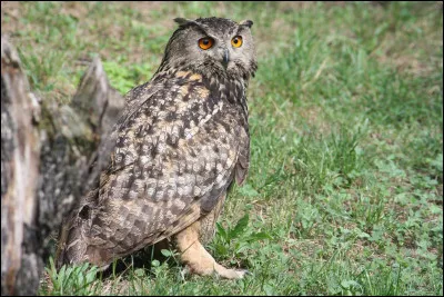 E : Quel est le nom de l'ancien hibou de la famille Weasley ?