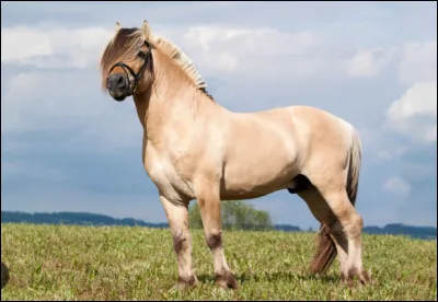 Quelle est cette race ?