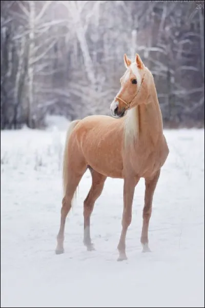 Quelle est la robe de ce cheval ?