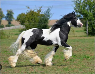 De quelle race est ce cheval ?