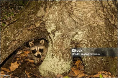 Fromage fabriqué dans le Lyonnais, à partir de lait de vache ou de chèvre !