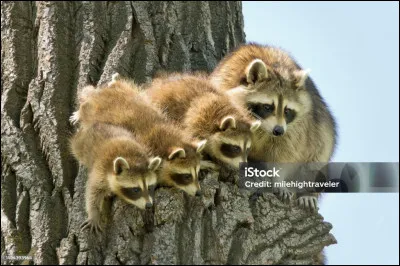 Filet de chasse ou de pêche !