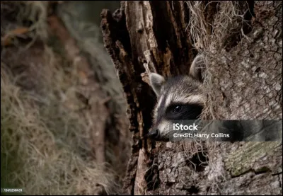 Opération chirurgicale consistant à prélever une partie d'organe ou de tissu !