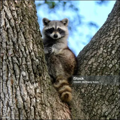 Rongeur d'Amérique du Sud (myocastor) que l'on trouve sur pratiquement tous les continents actuellement !