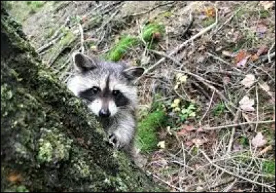 Lorsque deux corps se repoussent mutuellement, on parle de ...