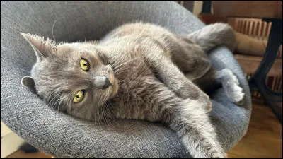 Le chef est mort dans l'incendie, tu deviens Étoile Noire. Quel genre de chef es-tu ?