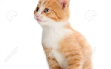 Quiz Littrature, posie
