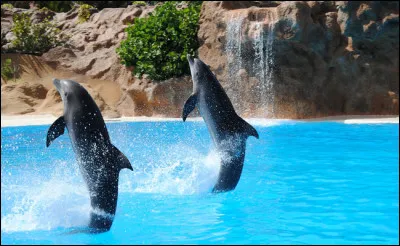 Quel pays a légalement reconnu les dauphins comme ''personnes non humaines'' ?