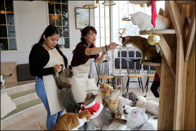 Vrai ou faux : au Japon, il existe des cafés où lon peut câliner des hérissons.