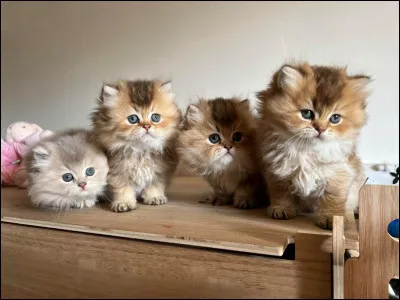 Avez-vous des chatons et un compagnon ?