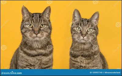 Êtes-vous un mâle ou une femelle ?