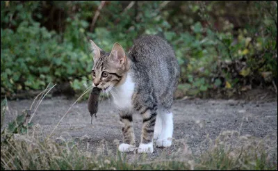 Quelle est votre nourriture préférée ?