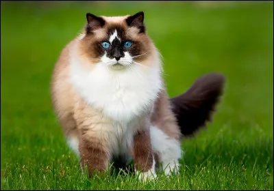 De quelle couleur est votre pelage ? (3)