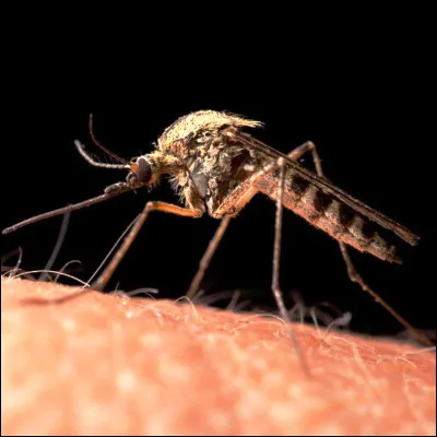 Quel insecte diptère ressemblant à un moustique porte un nom familier ?