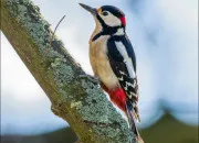 Quiz Reconnatre les oiseaux du nord