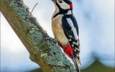 Quiz Oiseaux